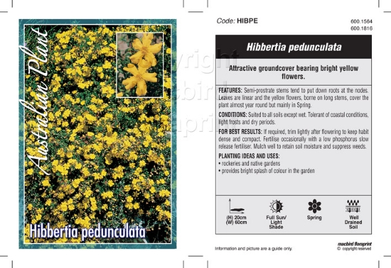 Picture of HIBBERTIA PEDUNCULATA                                                                                                                                 