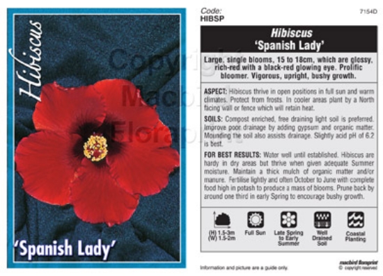 Picture of HIBISCUS SPANISH LADY                                                                                                                                 