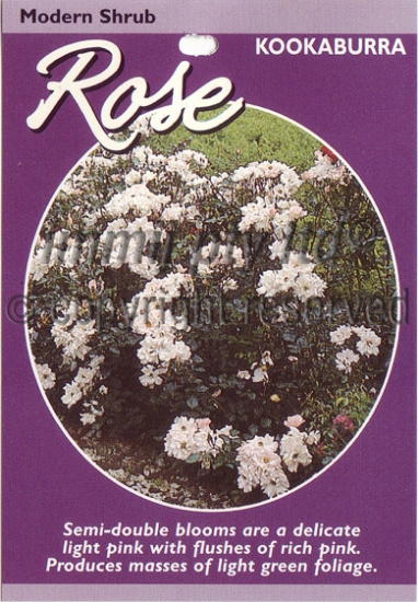 Picture of ROSE KOOKABURRA (SHRUB)                                                                                                                               