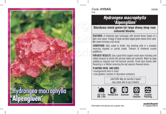 Picture of HYDRANGEA MACROPHYLLA ALPENGLUEN                                                                                                                      