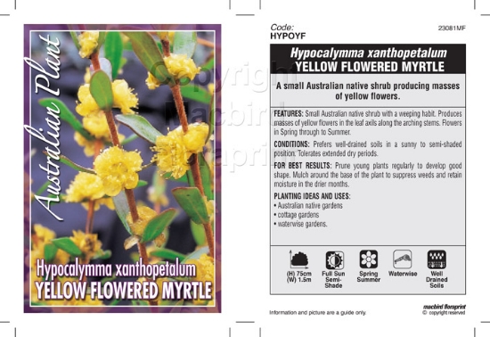 Picture of HYPOCALYMMA XANTHOPETALUM YELLOW FLOWERED MYRTLE                                                                                                      