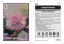 Picture of ISOPOGON CUNEATUS                                                                                                                                     