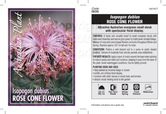 Picture of ISOPOGON DUBIUS ROSE CONE FLOWER                                                                                                                      