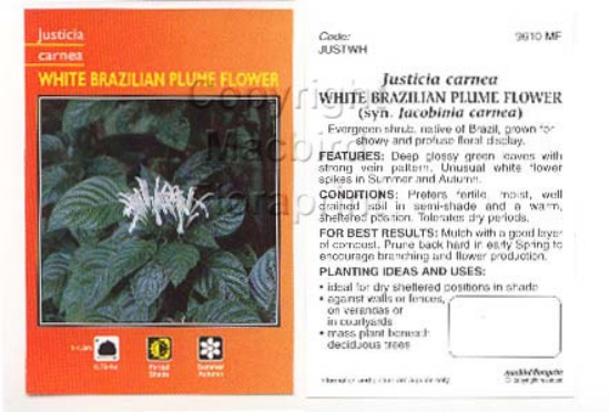 Picture of JUSTICIA CARNEA WHITE FORM                                                                                                                            