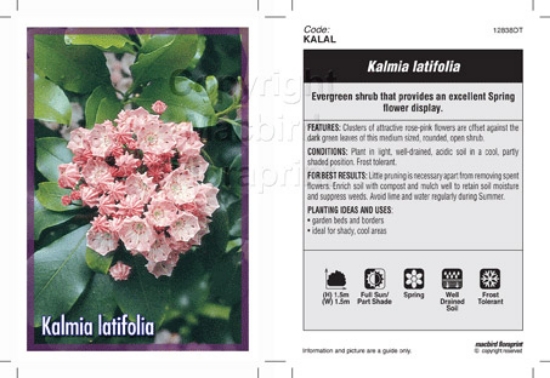 Picture of KALMIA LATIFOLIA                                                                                                                                      