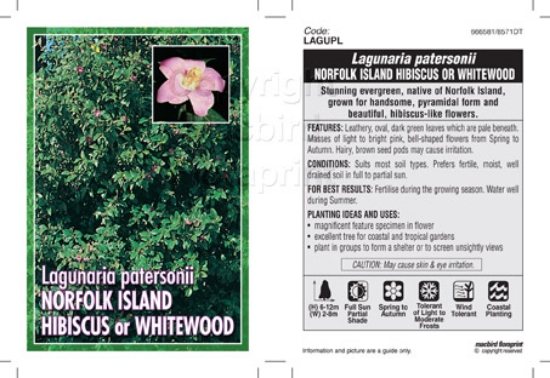 Picture of LAGUNARIA PATERSONII NORFOLK ISLAND HIBISCUS                                                                                                          