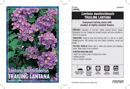 Picture of LANTANA MONTEVIDENSIS                                                                                                                                 