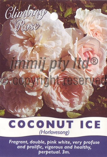 Picture of ROSE COCONUT ICE CLIMBING                                                                                                                             