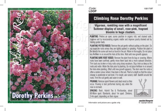 Picture of ROSE DOROTHY PERKINS CLIMBING                                                                                                                         