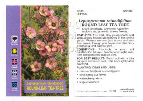 Picture of LEPTOSPERMUM ROTUNDIFOLIUM ROUND LEAF TEA TREE                                                                                                        