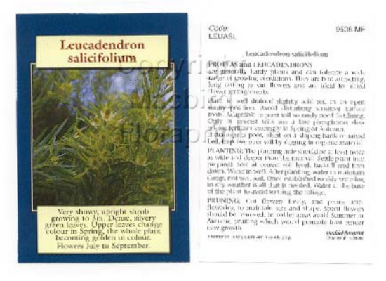 Picture of LEUCADENDRON SALICIFOLIUM                                                                                                                             