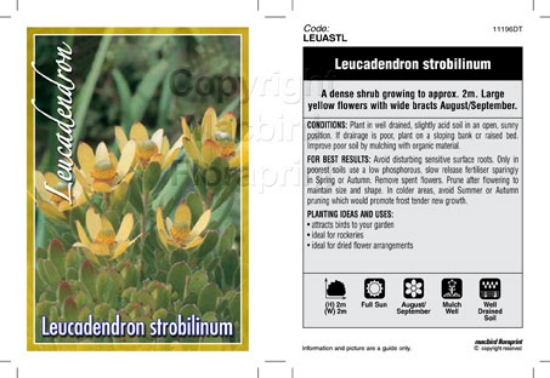 Picture of LEUCADENDRON STROBILINUM                                                                                                                              