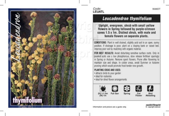 Picture of LEUCADENDRON THYMIFOLIUM                                                                                                                              