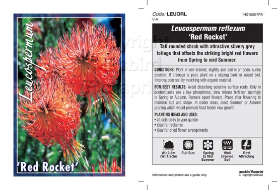 Picture of LEUCOSPERMUM REFLEXUM RED ROCKET                                                                                                                      