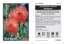 Picture of LEUCOSPERMUM REFLEXUM RED ROCKET                                                                                                                      