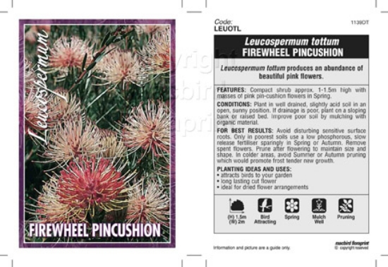 Picture of LEUCOSPERMUM TOTTUM                                                                                                                                   