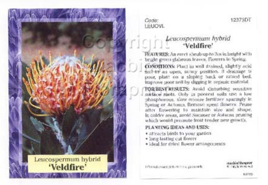 Picture of LEUCOSPERMUM HYBRID VELDFIRE                                                                                                                          