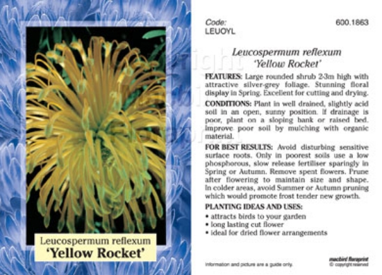 Picture of LEUCOSPERMUM REFLEXUM VAR LUTEUM YELLOW ROCKE                                                                                                         
