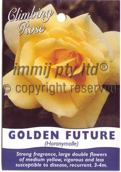 Picture of ROSE GOLDEN FUTURE CLIMBING                                                                                                                           