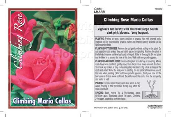 Picture of ROSE MARIA CALLAS CLIMBING                                                                                                                            