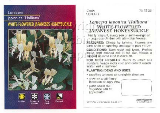 Picture of LONICERA JAPONICA HALLIANA                                                                                                                            