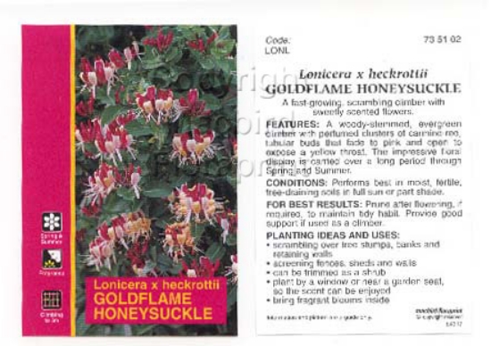 Picture of LONICERA HECKROTTI                                                                                                                                    
