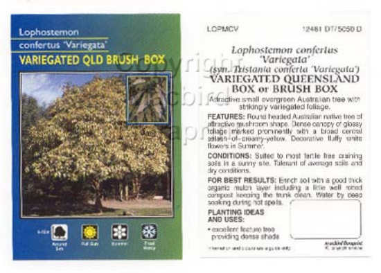 Picture of LOPHOSTEMON CONFERTUS VAR                                                                                                                             