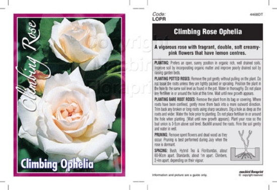 Picture of ROSE OPHELIA CLIMBING                                                                                                                                 