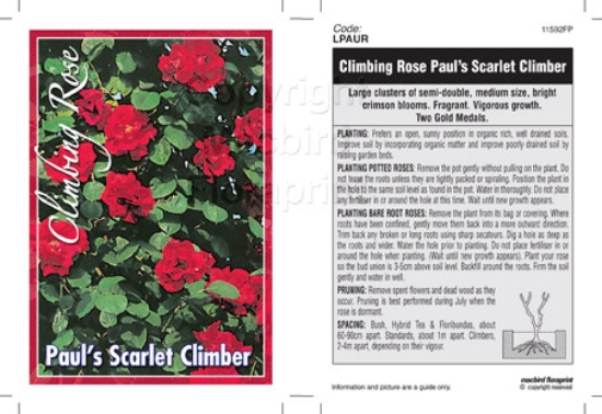 Picture of ROSE PAULS SCARLET CLIMBING                                                                                                                           