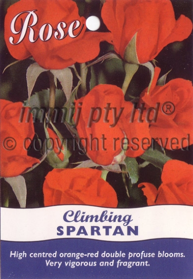 Picture of ROSE SPARTAN CLIMBING                                                                                                                                 