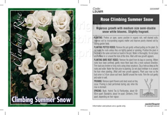 Picture of ROSE SUMMER SNOW CLIMBING                                                                                                                             