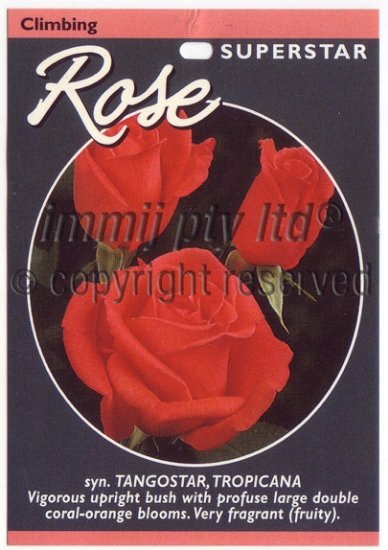 Picture of ROSE SUPER STAR CLIMBING                                                                                                                              