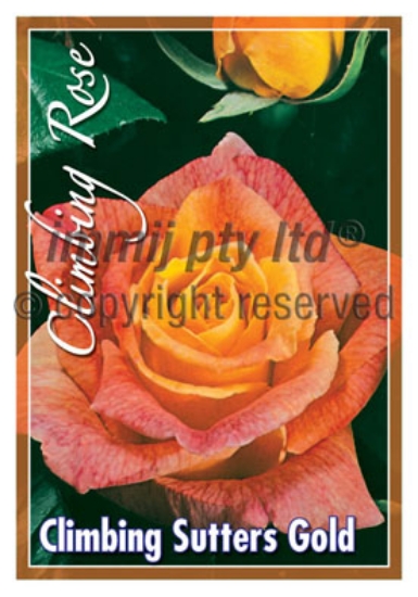 Picture of ROSE SUTTERS GOLD CLIMBING                                                                                                                            