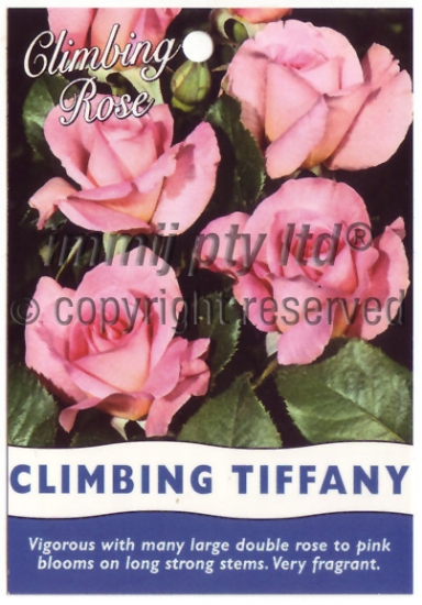 Picture of ROSE TIFFANY CLIMBING                                                                                                                                 