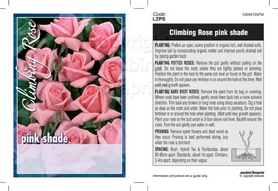 Picture of ROSE PINK CLIMBING (UNNAMED VARIETY)                                                                                                                  