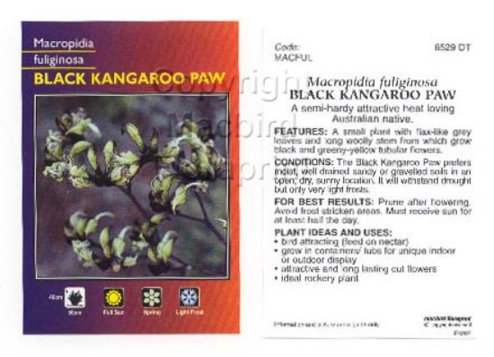 Picture of MACROPIDIA FULIGINOSA BLACK KANGAROO PAW                                                                                                              