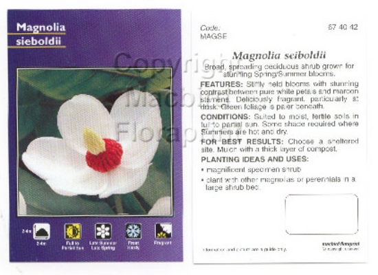 Picture of MAGNOLIA SEIBOLDII                                                                                                                                    