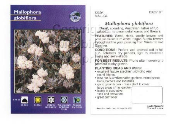 Picture of MALLOPHORA GLOBIFLORA                                                                                                                                 
