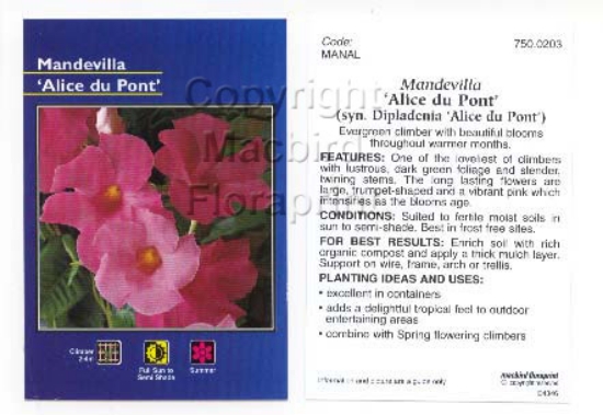 Picture of MANDEVILLA AMABILIS ALICE DU PONT                                                                                                                     