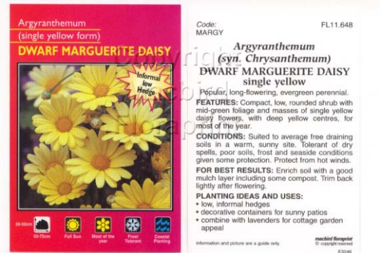 Picture of ARGYRANTHEMUM DWARF MARGUERITE DAISY SINGLE YELLOW                                                                                                    