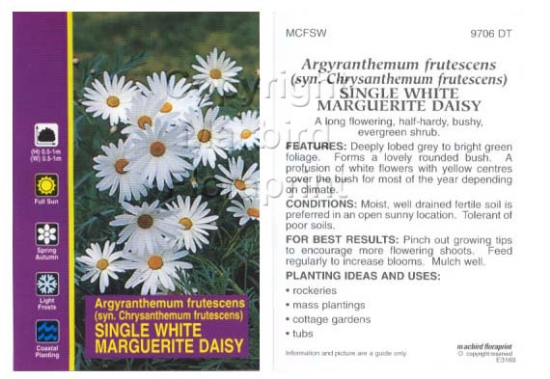 Picture of ARGYRANTHEMUM FRUTESCENS SINGLE WHITE                                                                                                                 