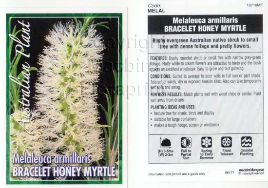 Picture of MELALEUCA ARMILLARIS                                                                                                                                  