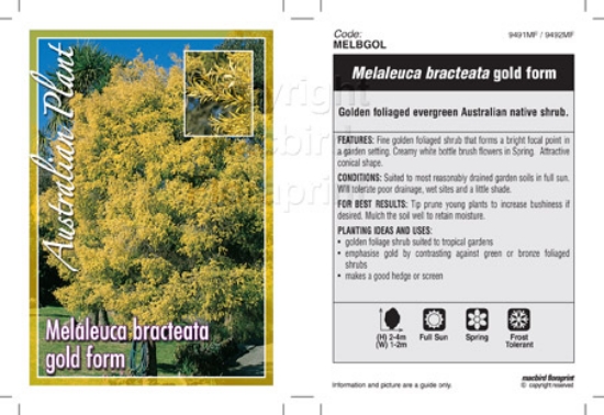 Picture of MELALEUCA BRACTEATA GOLD FORM                                                                                                                         