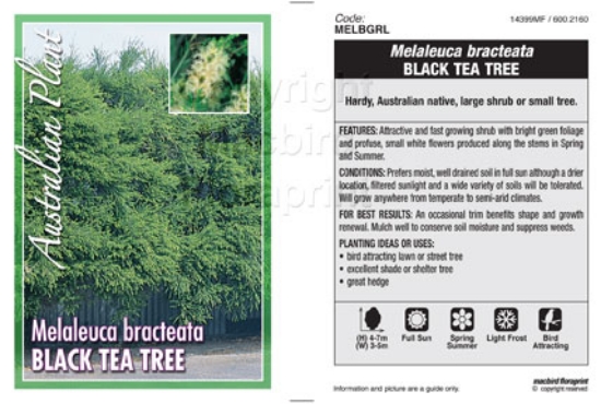 Picture of MELALEUCA BRACTEATA                                                                                                                                   