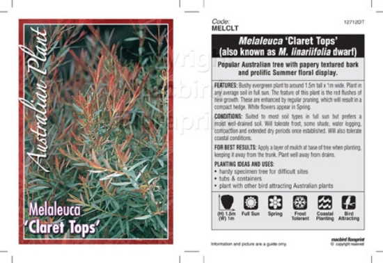 Picture of MELALEUCA CLARET TOPS                                                                                                                                 