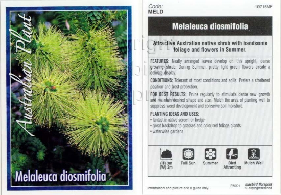 Picture of MELALEUCA DIOSMIFOLIA GREEN HONEY MYRTLE                                                                                                              