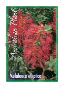 Picture of MELALEUCA ELLIPTICA                                                                                                                                   