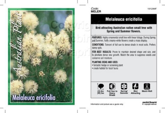 Picture of MELALEUCA ERICIFOLIA                                                                                                                                  