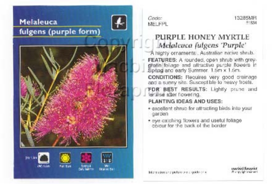 Picture of MELALEUCA FULGENS PURPLE FORM                                                                                                                         