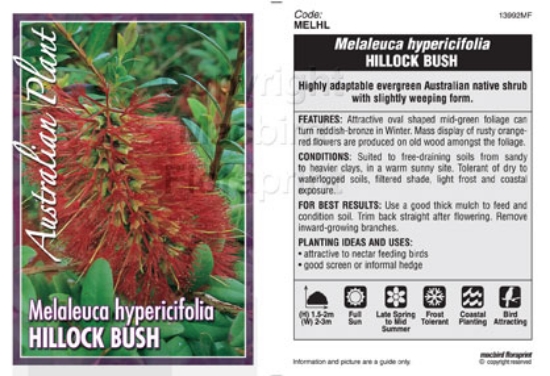 Picture of MELALEUCA HYPERICIFOLIA HILLOCK BUSH                                                                                                                  